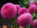 Pom pom dahlias